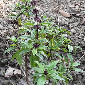 camphor_basil