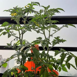 cherry_tomato