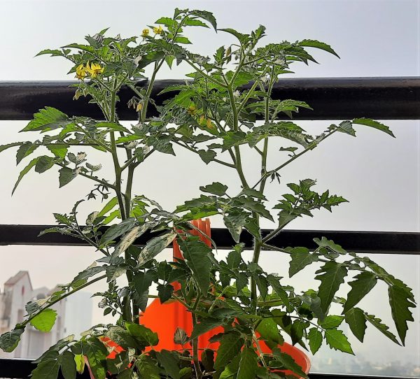 cherry_tomato