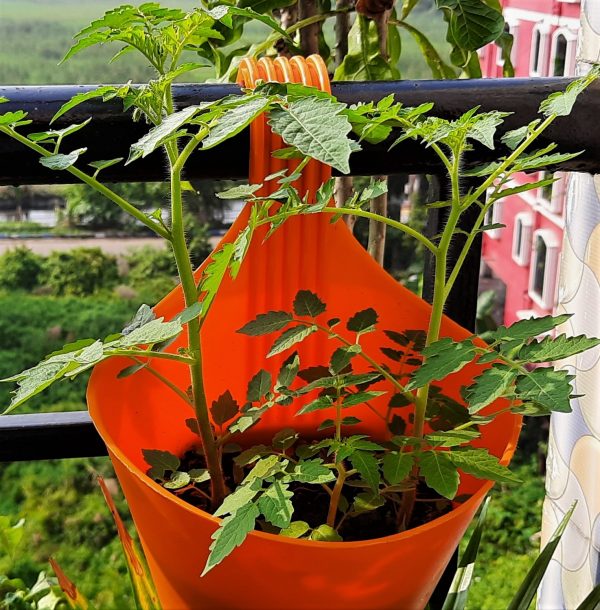 grape_tomato_gallery