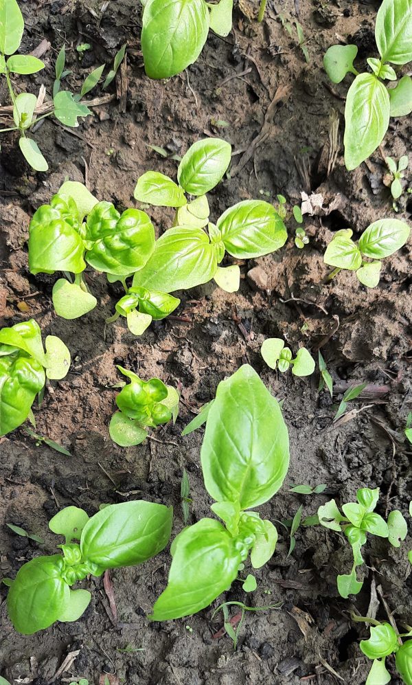 italian_basil