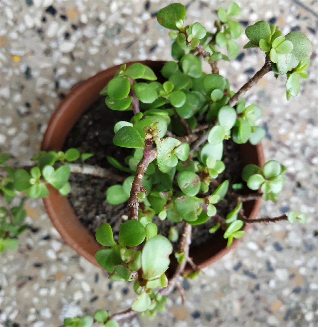 Jade Plant Thumbnail jade_plant