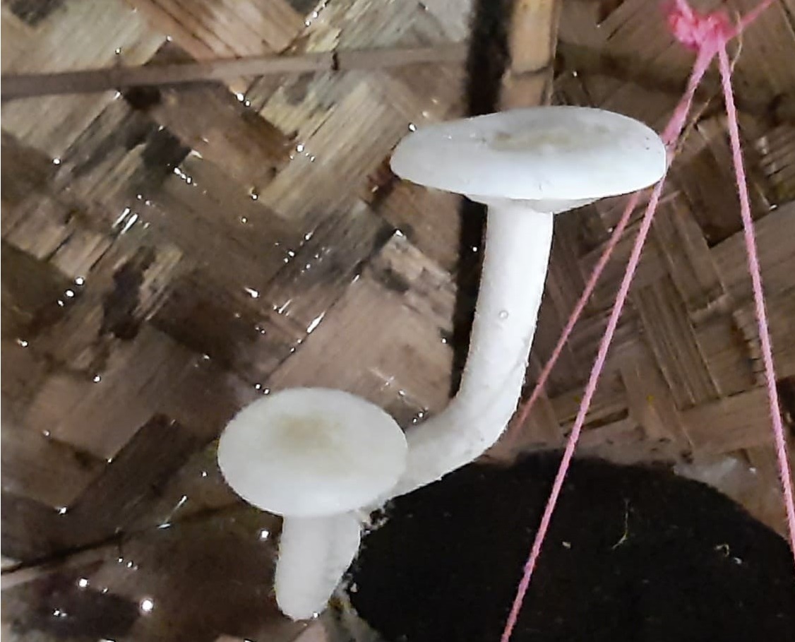 Milky Mushroom 2