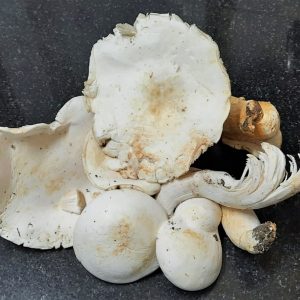 milky_mushroom