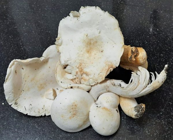 milky_mushroom