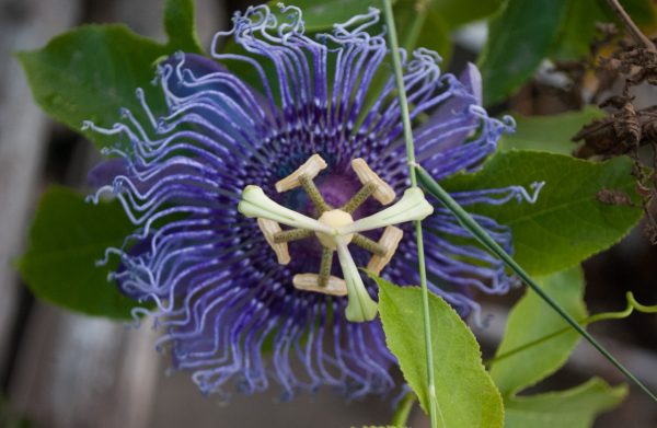 blue passiflora