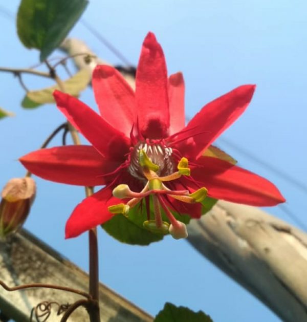 red_passiflora_thumbnail