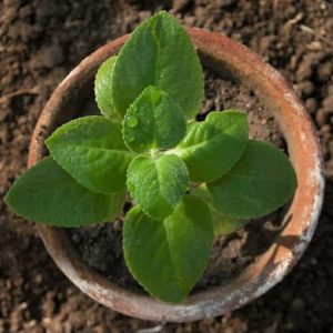 Ajwain Leaves