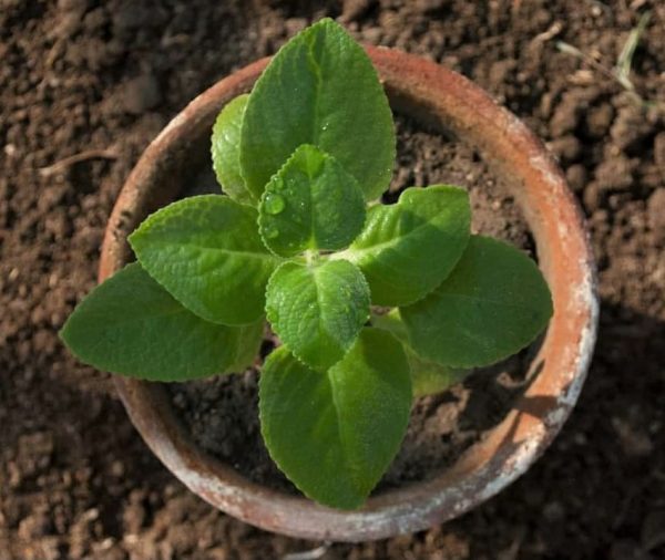 Ajwain Leaves