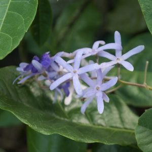 purple_wreath_thumbnail