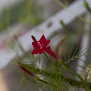 Cypress Vine