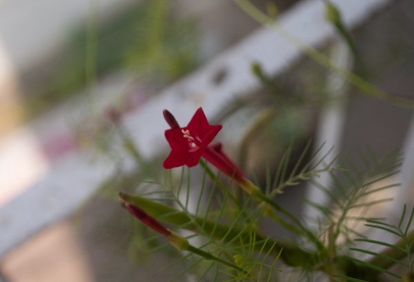 Cypress Vine