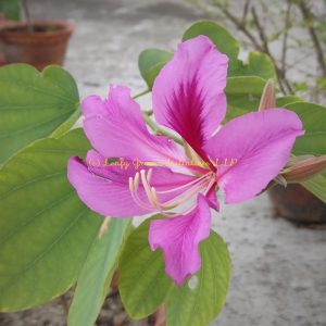Purple Orchid Tree