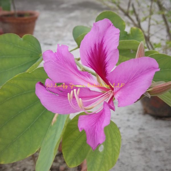 Purple Orchid Tree