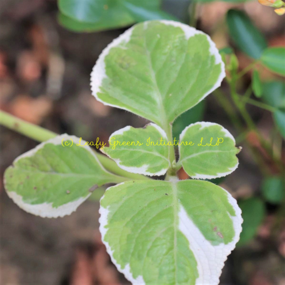 Variegated Mexican Thyme